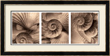Buy Nautili at AllPosters.com