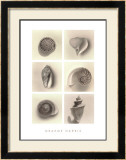 Buy Shell Composition at AllPosters.com