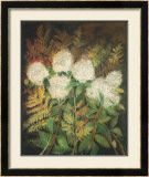 Buy Hydrangeas and Ferns at AllPosters.com