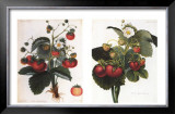 Buy Strawberries at AllPosters.com