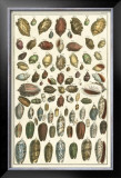 Buy Seba Shell Collection VI at AllPosters.com