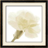 Buy Carnation II at AllPosters.com