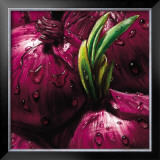 Buy Onions at AllPosters.com