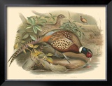 Pheasants I