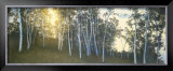 Buy Hillside Birches at AllPosters.com