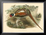 Pheasants II
