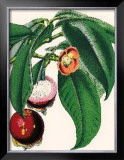 Buy Mangosteen at AllPosters.com