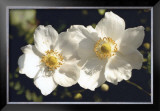 Buy White Twins at AllPosters.com