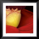 Buy Red Rose at AllPosters.com
