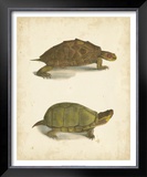 Buy Turtle Duo IV at AllPosters.com