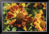 Buy Flora Splash at AllPosters.com