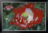 Buy Raglin Red Poppy at AllPosters.com