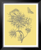 Nature's Optimism II
