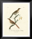 Buy Antique French Birds I at AllPosters.com