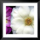 Buy Garden Roses at AllPosters.com