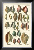 Buy Seba Shell Collection III at AllPosters.com