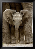 Baby Elephant