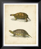 Buy Turtle Duo I at AllPosters.com