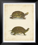 Buy Turtle Duo III at AllPosters.com