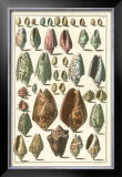 Buy Seba Shell Collection I at AllPosters.com