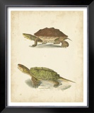 Buy Turtle Duo II at AllPosters.com
