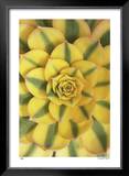 Buy Sunburst at AllPosters.com