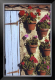 Buy Geranium Wall at AllPosters.com
