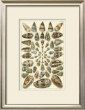 Buy Seba Shell Collection V at AllPosters.com