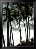 Buy Palm Trees at AllPosters.com