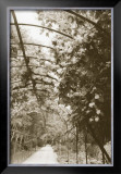 Buy Royal Botanical Garden, Madrid at AllPosters.com