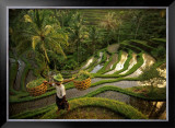 Buy Riziere, Bali at AllPosters.com