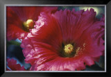 Buy Red Hollyhock at AllPosters.com