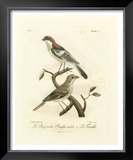Buy Antique French Birds II at AllPosters.com