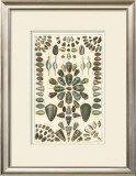 Buy Seba Shell Collection IV at AllPosters.com