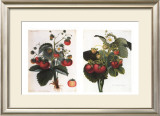 Buy Strawberries at AllPosters.com
