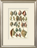 Buy Seba Shell Collection III at AllPosters.com