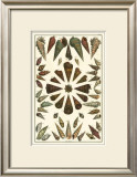 Buy Seba Shell Collection II at AllPosters.com