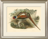 Pheasants II