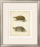 Buy Turtle Duo I at AllPosters.com