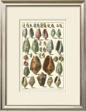 Buy Seba Shell Collection I at AllPosters.com