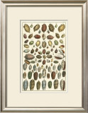 Buy Seba Shell Collection VI at AllPosters.com