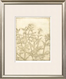 Ivory Field II