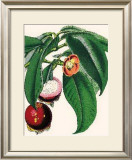 Buy Mangosteen at AllPosters.com