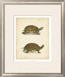 Buy Turtle Duo III at AllPosters.com