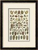 Buy Seba Shell Collection VI at AllPosters.com