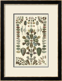 Buy Seba Shell Collection IV at AllPosters.com