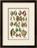 Buy Seba Shell Collection III at AllPosters.com