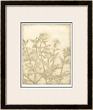 Ivory Field II
