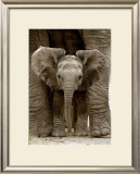 Baby Elephant