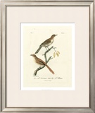 Buy Antique French Birds I at AllPosters.com